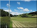 Young maize crop near Rhyd-y-felin