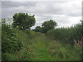 Double hedged narrow lane to Newton Ketton