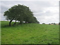 Old Hawthorth hedge alongside footpath from High House Lane