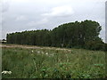 Woodland near Luffenhall