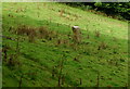 Standing Stone in the Field