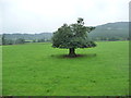 SK2663 : Small tree, big trunk, in the Derwent valley by Christine Johnstone