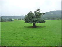 SK2663 : Small tree, big trunk, in the Derwent valley by Christine Johnstone