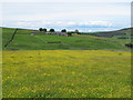 The Swinhope valley below Elpha Green