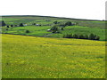 The Swinhope valley around Thorney Knowe