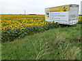 TF2217 : Sunflowers grown by Vine House Farm for bird food by Richard Humphrey