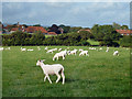 Field of sheep, Didling