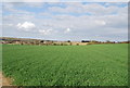 Wheat field