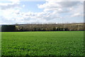TR0954 : Wheat field by N Chadwick
