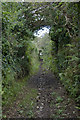 Bridlepath approaching Tremelling