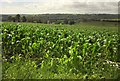 Maize, Widworthy Park