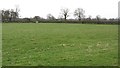 Grass field, Tabley Brook