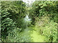 Abundant duckweed on the former Hereford and Gloucester Canal