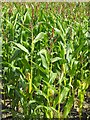 Developing maize crop near Rhyd-y-felin