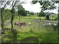 Free-range pigs on Wentnor Prolley Moor