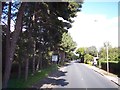 Pine trees line Upton Road near Bidston