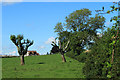 2012 : From a farm entrance on Denny Lane