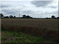 Crop field, Belt Farm