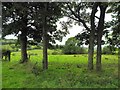 Trees at Eskernabrogue