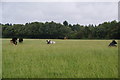 SJ9724 : Cows in the grass by Ingestre Wood by Bill Boaden