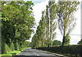 Roadside poplars