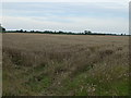 Crop field, Glentham Grange