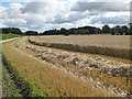 SE6676 : Wheat harvest by Pauline E