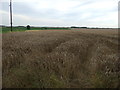 SK9494 : Crop field east of Blyborough  by JThomas