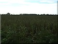 SK8793 : Crop field near Aisby by JThomas