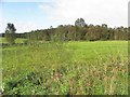 Wooded area, Tullymuck