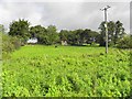 Dunteige Townland