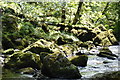 Moss on the rocks, Afon Eden