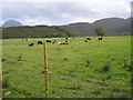 Pasture at Talladale