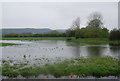 TQ0313 : Localised flooding, Amberley Wild Brooks by N Chadwick