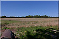 Field east of Willow Farm