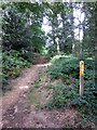 Path towards Mermaids Pond through Aspley Woods