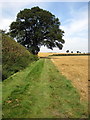 Oak tree by the path to Ridgmont station