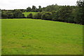 Meadow and Maes-y-gadfa Covert