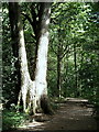 Footpath through Ecclesall Wood