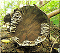 C8530 : Tree fungus, Coleraine by Albert Bridge