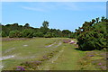 New forest path north of Sway