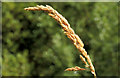 C8430 : Grass seed head, Coleraine by Albert Bridge