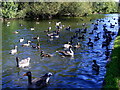 Ducks and Geese on the River Itchen