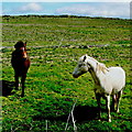 Q8558 : Loop Head Peninsula - Two Horses in Field by Suzanne Mischyshyn