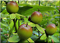 Tutsan berries, Crawfordsburn (7)