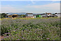 Borage growing at the Hill Farm