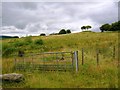 SS9987 : Rough grassland near Gelli'r-haidd-uchaf by Simon Mortimer
