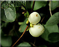 Snowberries, Crawfordsburn