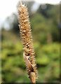 J3067 : Grass seed head, Drumbeg, Dunmurry (1) by Albert Bridge