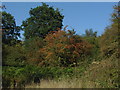 Hawthorn bush, Bookham Common.